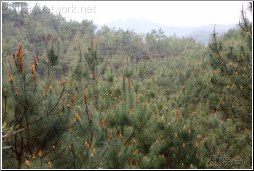 pine buds