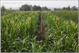 corn stalks
