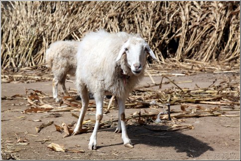 farm sheep