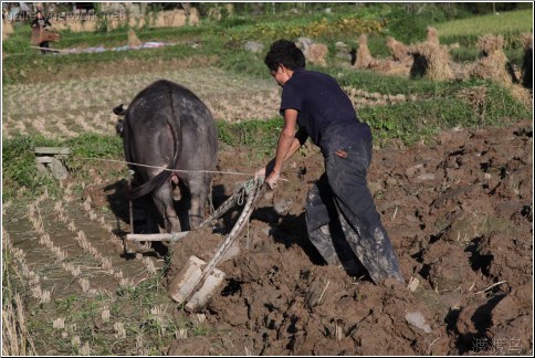 Cow plowing