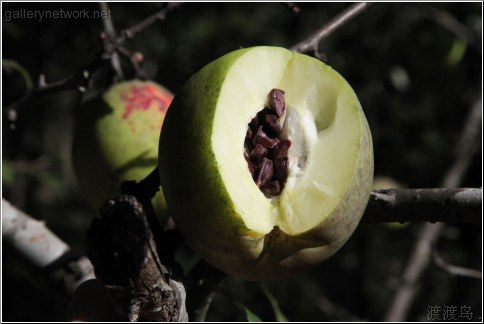 pear type fruit