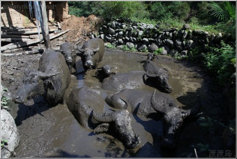 water buffalo home