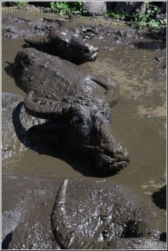 muddy water buffalo