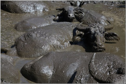 muddy water buffalo