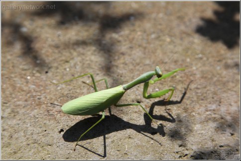 green praying mantis