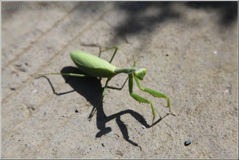 preying mantis