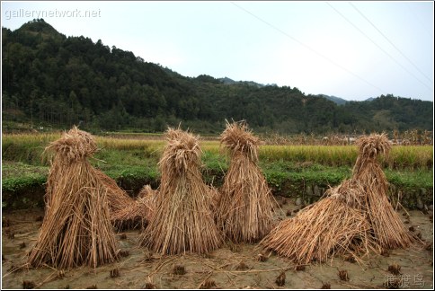 harvest time