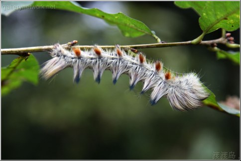 poisonous fur