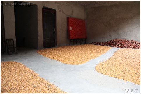 yellow corn drying