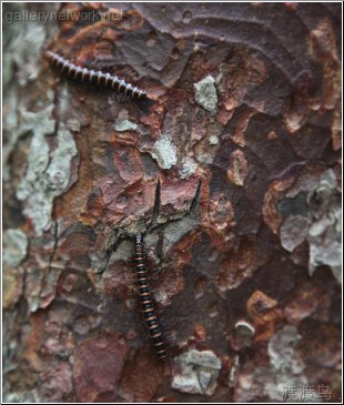 black millipedes