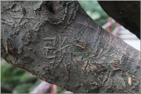 carved tree graffiti