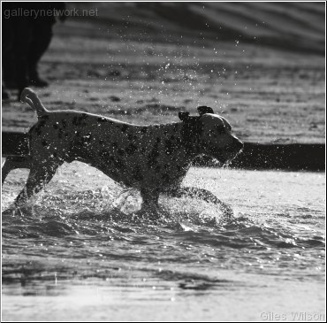 Dog splash