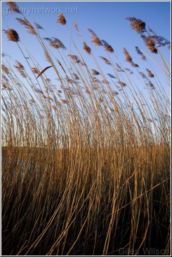 Reeds and sky