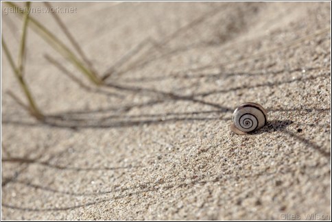 sea-snail