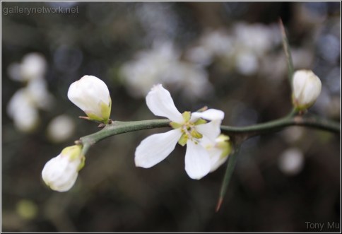 wild flower