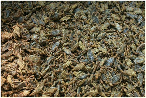 Dried Scorpion