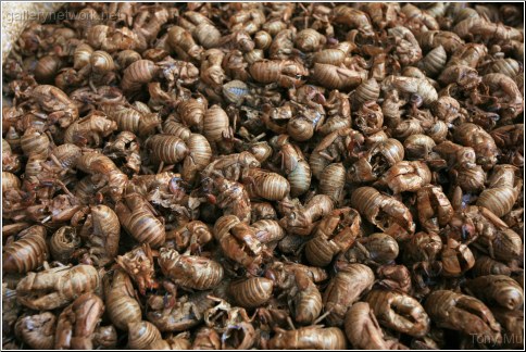 Dried Cicada Shell