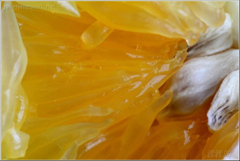 orange closeup