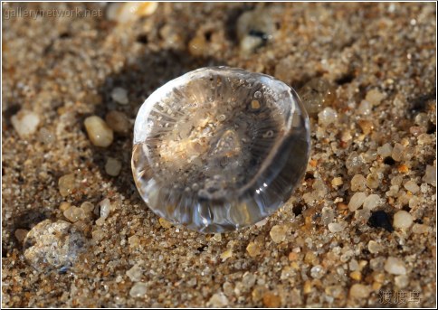 sea jelly