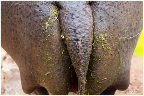 hippo butt