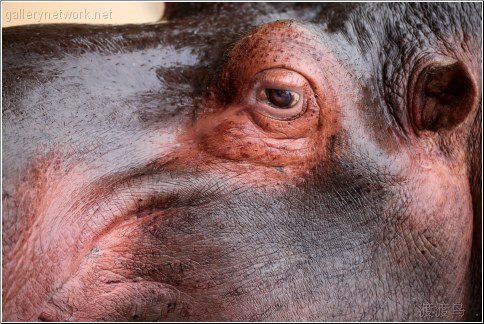 hippopotamus eye 