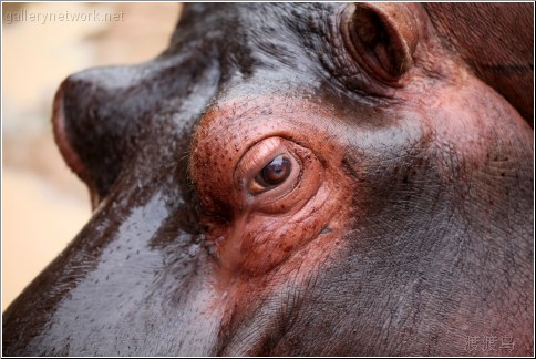 hippopotamus portrait