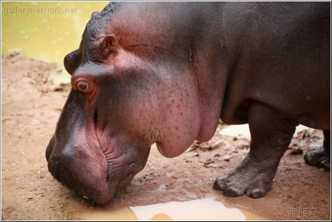 mud hippo