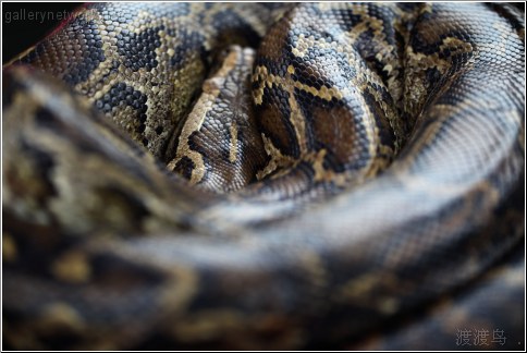 coiled boa snake