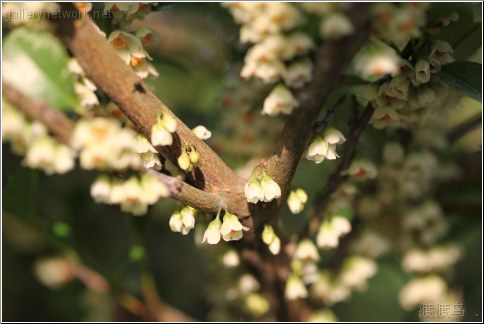 tree white flowers