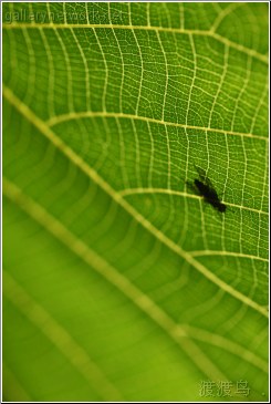leafy fly business