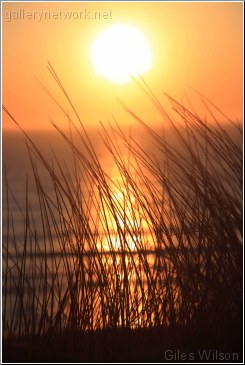 grass in sand dune