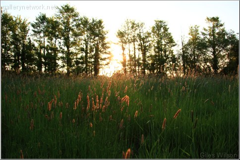 meadow grass