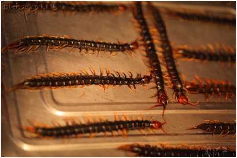 centipedes in a tray