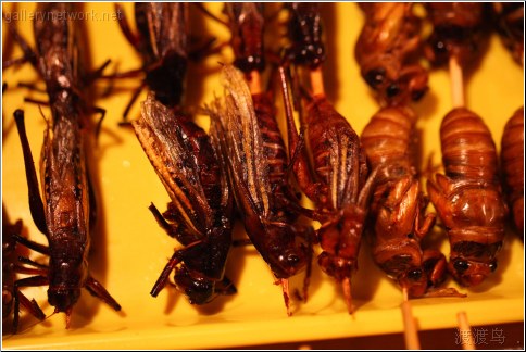 locust and cicada bugs