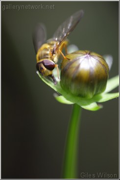 syrphid fly on bud