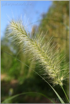 summer grass