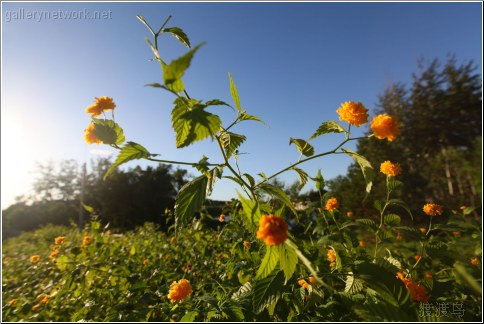 wild yellow flower