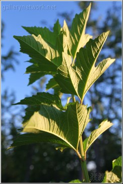 leafy green