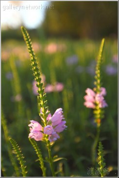 olympic blooming