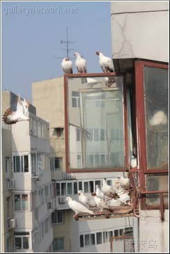 dove landing