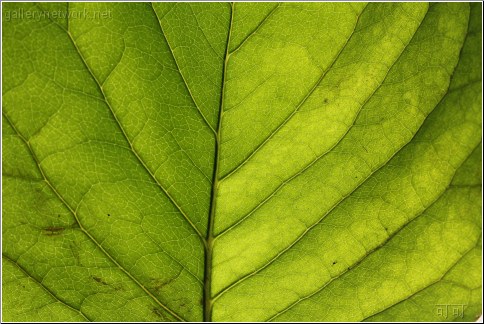 green leaf veins
