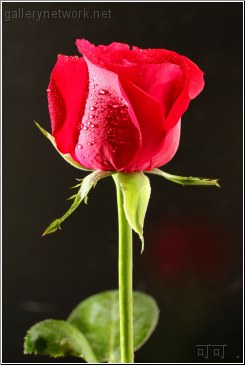 tall red rose