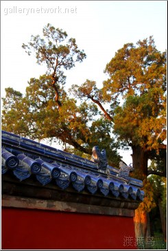 tiantan old trees