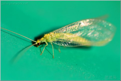 green fly green table