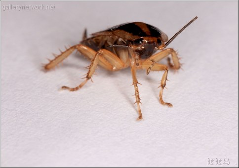 cockroach bug