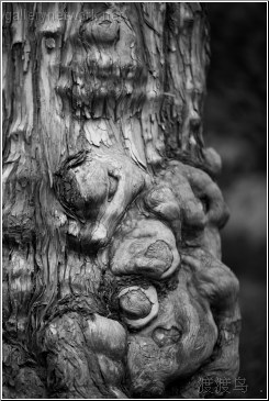 old tree knots