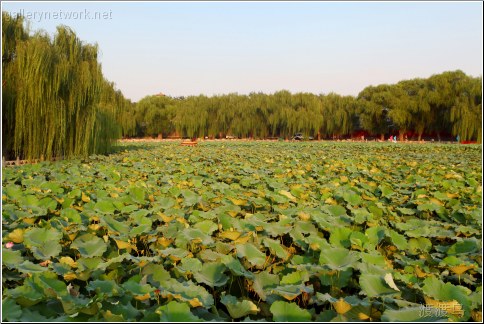 lotus forest 莲花