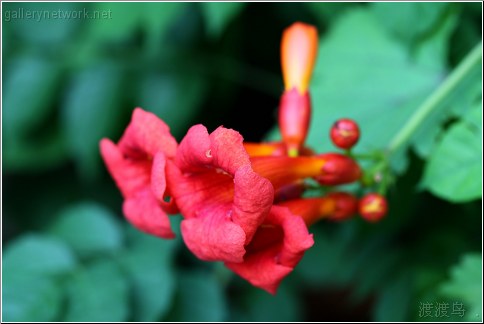 red trumpet flower