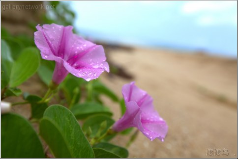 beach flower
