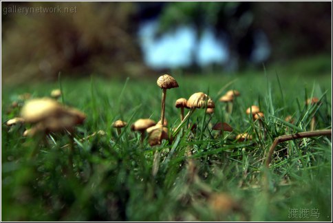 mushroom forest